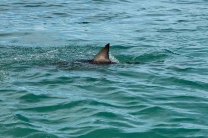 Útok žraloka pri Hurghade neprežil turista, 74-kilometrový úsek ...