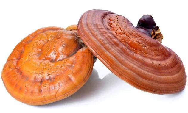 The Lingzhi mushroom (Ganoderma lucidum)