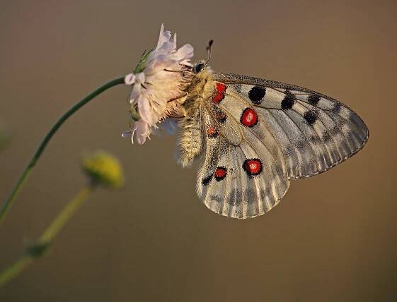Macro world - Wildlife Photography in Bulgaria