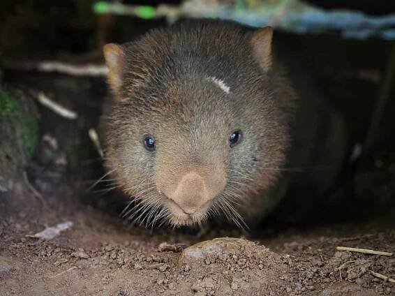 Bare-nosed wombat