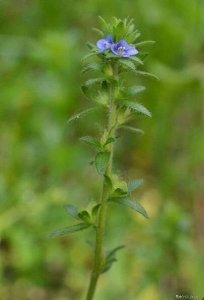Rozrazil rolní (Veronica arvensis)