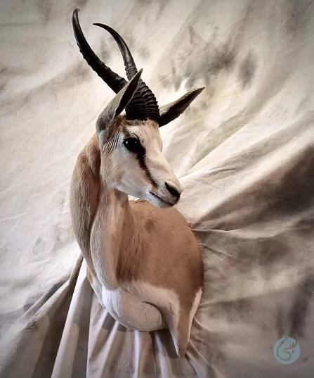 Antilopa skákavá (Springbok)
