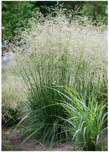 DESCHAMPSIA - metlice - Lukon Glads s.r.o.