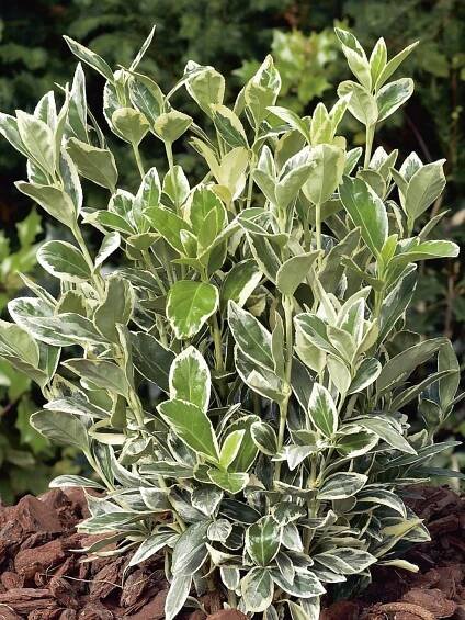 OBI Brslen japonský "Bravo" výška cca 90 cm květináč cca 18 l Euonymus