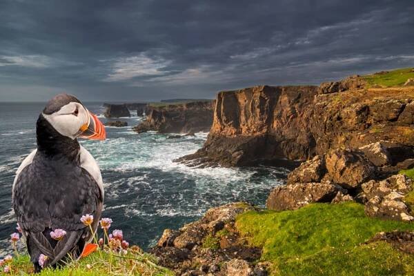 atlantský puffin - papuchalk - stock snímky, obrázky a fotky