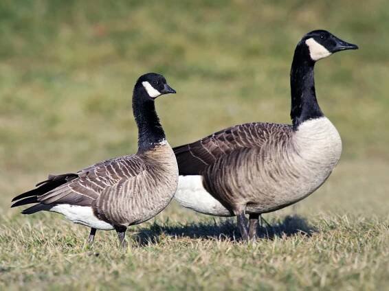 Adult (Richardson's) (with Canada Goose) - ML59950671