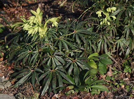 Čemeřice smrdutá (Helleborus foetidus)