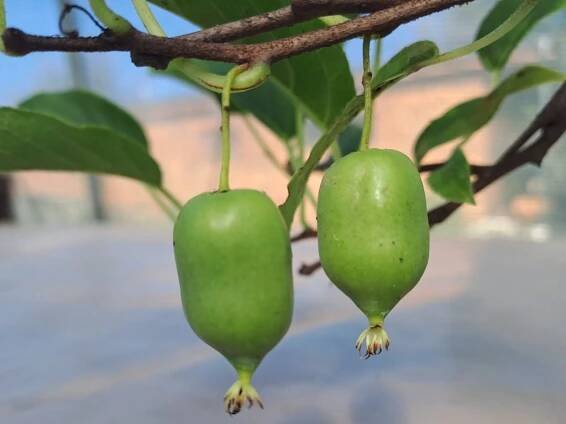 ACTINIDIA ARGUTA 'JAPSAI' - samosprašné konzumní zralost: září - říjen
