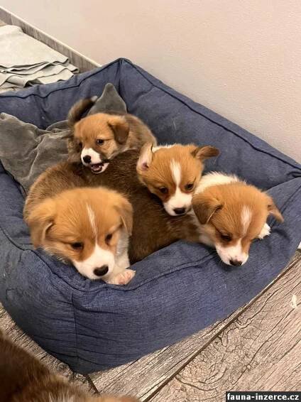 Pembroke Welsh Corgi, inzerce, prodej