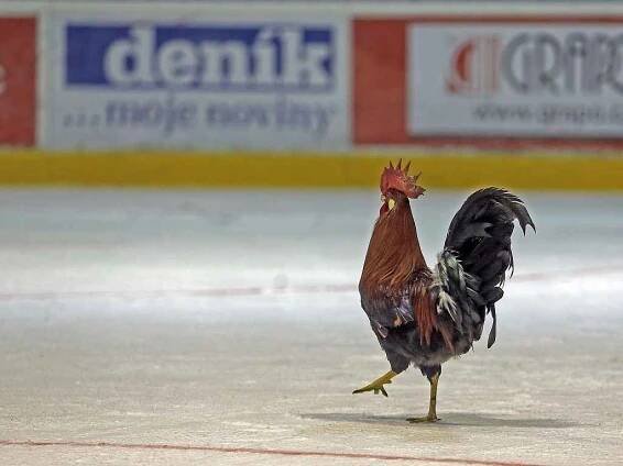 Olomouc s Boleslaví slaví postup do extraligy, Chomutov má po nadějích