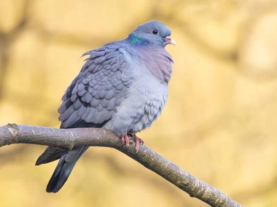  - Stock Dove