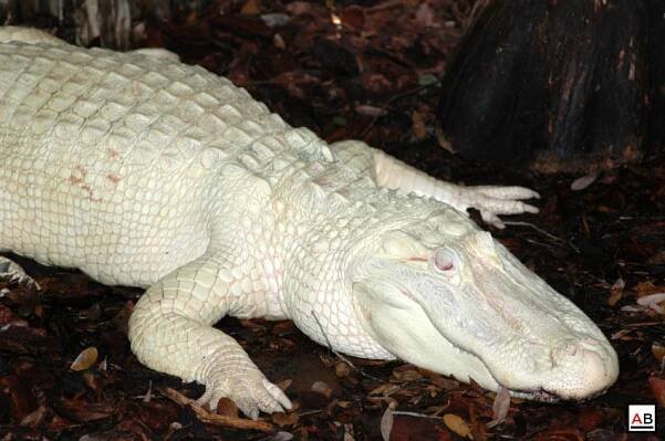 ALBINISME / ALBINOS - 