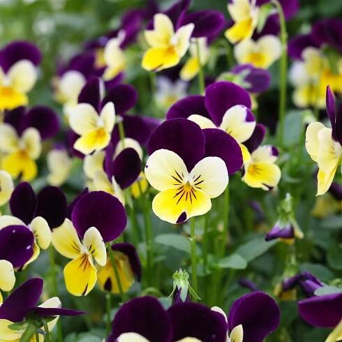 Violka rohatá směs Bambini - Viola cornuta - semena - 0,2 gr
