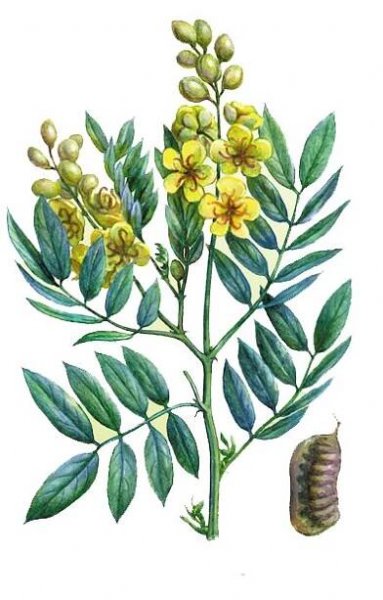 ProdejnaBylin Senna list | Prodejnabylin.cz