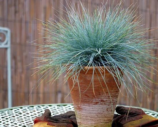 Festuca glauca ‘Elijah Blue’