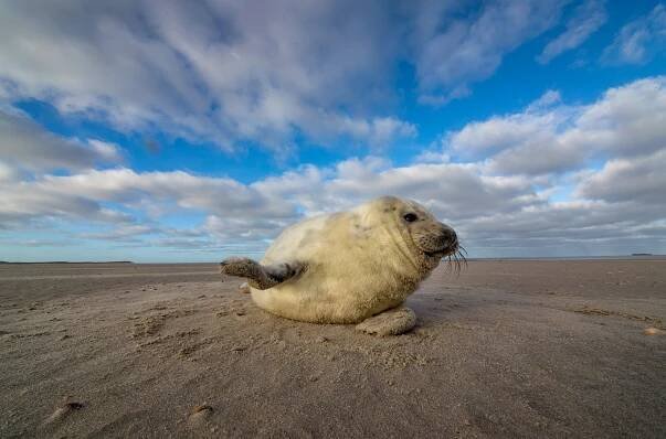 Waddenské moře: Život na hraně (2018)