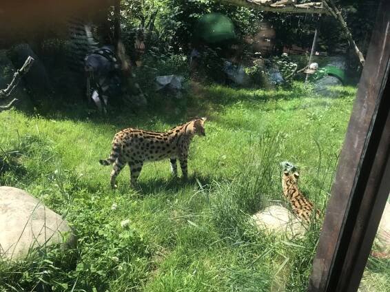 Výlet do ZOO Dvůr Králové 13. 6. 2025 – ZŠ Nový Hrádek