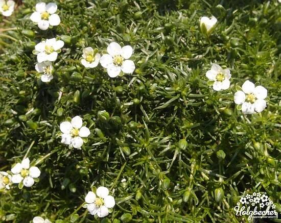 Sagina subulata ‘Rucos’