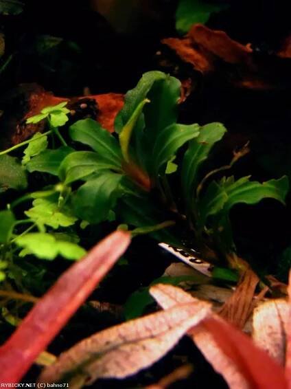 Bucephalandra sp. green leaf - bucephalandra sp. zelené