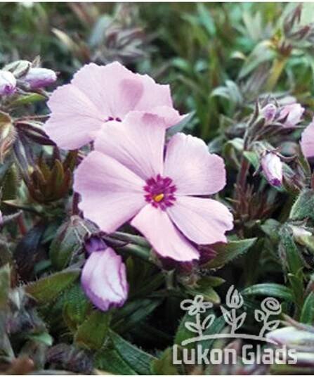 Phlox subulata GOLD PINK - plamenka šídlovitá, flox