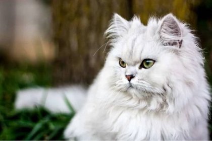 Perská kočka – povaha, vzhled, péče, zdraví | Zoopedie.cz