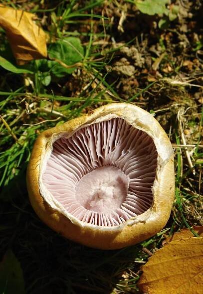 Obrázek - Cortinarius triumphans (pavučinec vítězný) | BioLib.cz