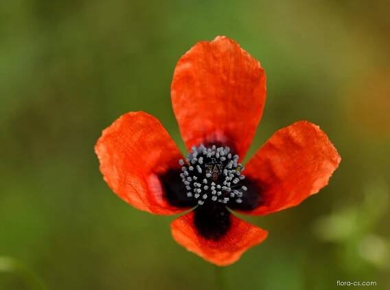 Mák polní lysý - Papaver argemone var. glabrum