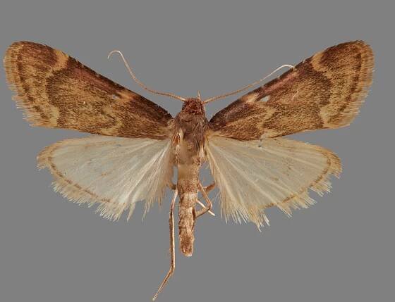 Aglossa cacamica