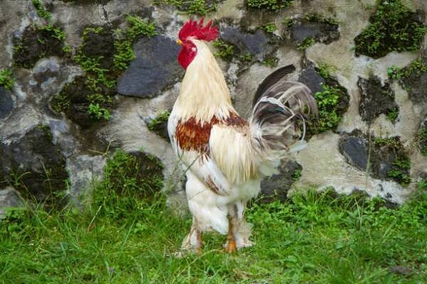 slepice, slepice a kohouti brahma ve volném výběhu - brahmánka bantamka - stock snímky, obrázky a fotky