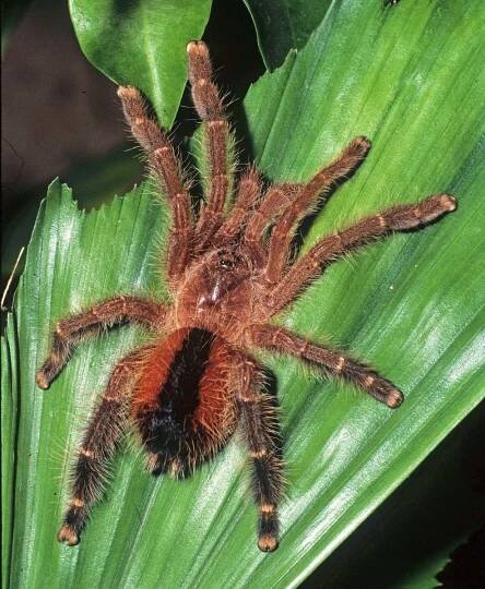 Avicularia cf lynnae Fukushima & Bertani, 2017, female on leaf at night, Pastaza, s. Ecuador & ne. Peru