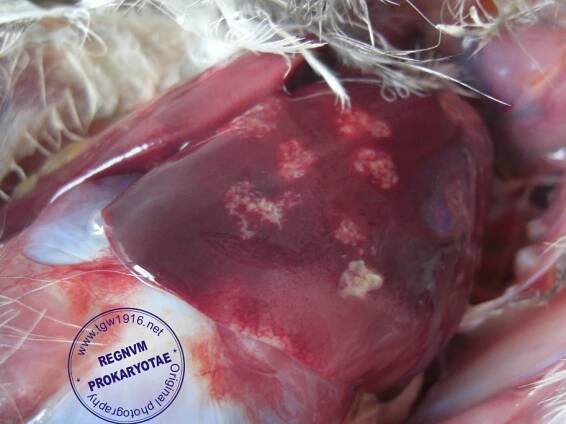 REGNUM PROKARYOTAE - Anatomopathology