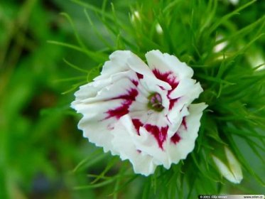 Dianthus barbatus hvozdík vousatý bradatý Duizendschoon