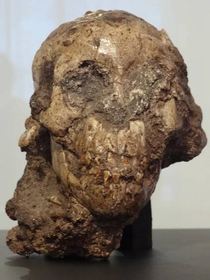 Selam (Australopithecus)