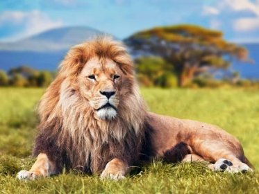 Velký Lev ležící na trávě savannah — Stock obrázek
