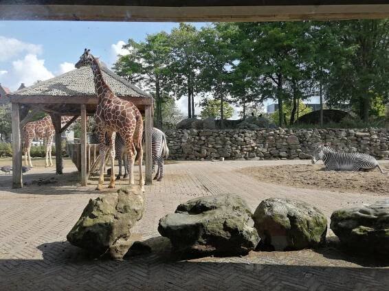 Artis Amsterdam Royal Zoo photo
