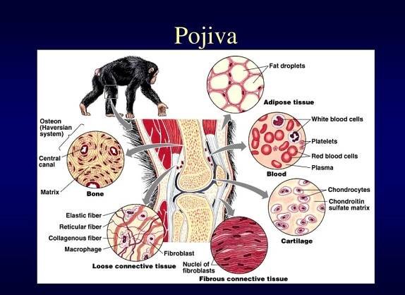 PPT - Úvod do biologie člověka PowerPoint Presentation, free download - ID:5964994