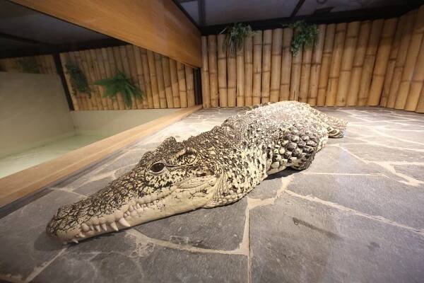 Unikátní zoo má vzácný přírůstek: Krokodýla, který vymírá kvůli žábám
