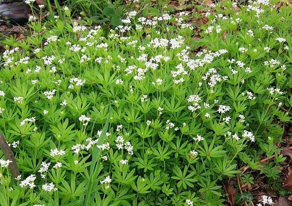 Galium odoratum4-web