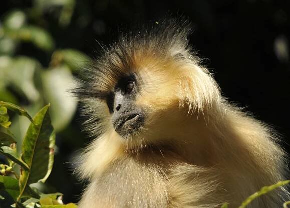 Golden Langur (21)R