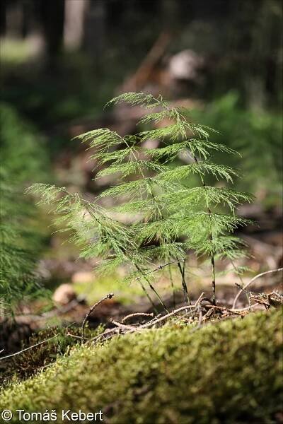 fotografický klíč k určování cévnatých rostlin :: BOTANICKÁ FOTOGALERIE