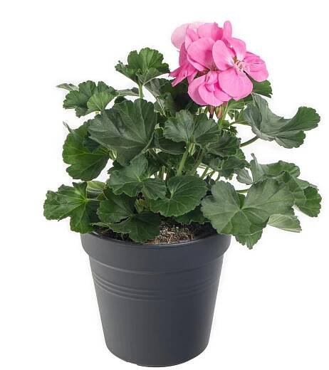 Muškát vzpřímený, Pelargonium zonale, světle růžový skladem