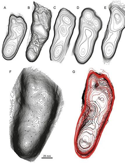(PDF) The ‘ mediotype ’ : a powerful tool for modern ichnology based on 3 D models