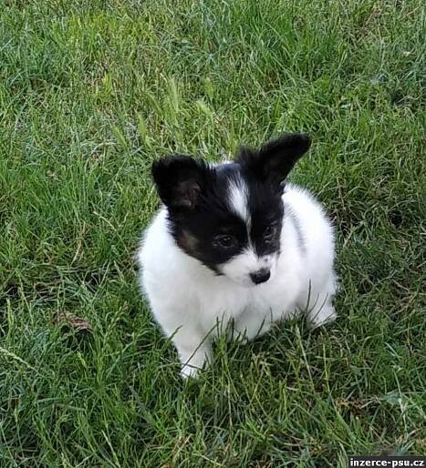 PAPILLON s PP FCI
