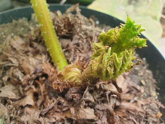 Gunnera manicata barota rukávovitá... 