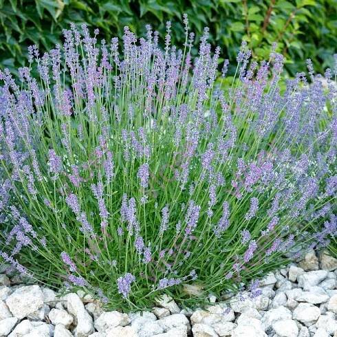 Levandule úzkolistá 'Hidcote Blue Strain' 0.5 l