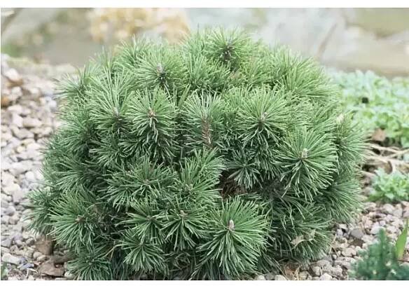 Pinus mugo 'Mops'