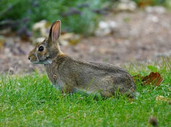 In the garden: August 29 to September 4, 2022 – The Corner Pollinator Garden and Wildlife Habitat