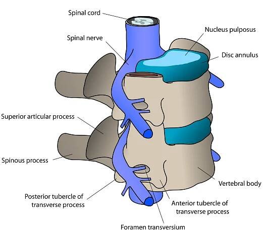 Vertebrogenní algický syndrom – WikiSkripta