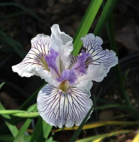Search Results for “pacific coast iris” – Matilija Nursery