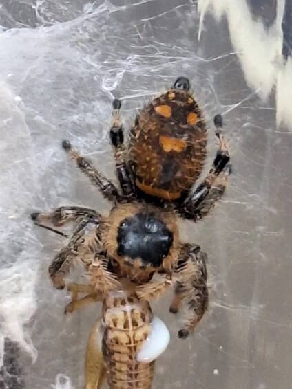Snakes | Phidippus regius - skákavka královská